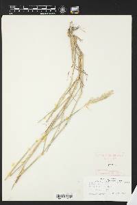 Bothriochloa edwardsiana image