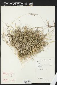 Bothriochloa ischaemum image