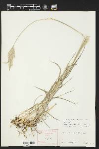 Bothriochloa laguroides image