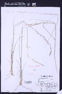 Bouteloua curtipendula var. curtipendula image