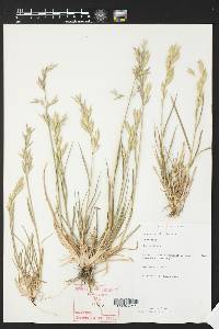 Bromus catharticus image