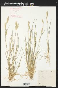 Bromus catharticus image