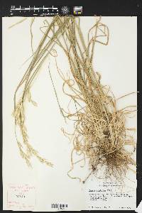 Bromus catharticus image