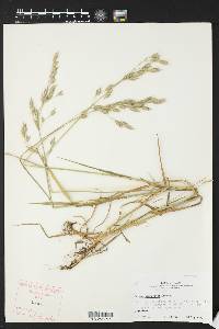 Bromus commutatus image