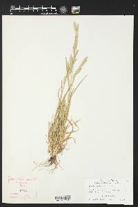 Bromus catharticus image