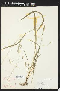 Bromus purgans image