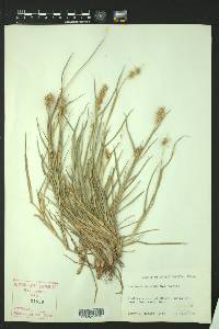 Cenchrus spinifex image