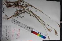 Bothriochloa ischaemum image