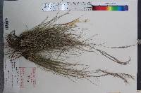 Aristida purpurea var. purpurea image