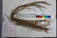 Aristida purpurascens image