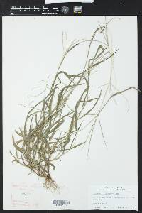 Digitaria violascens image