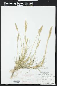 Distichlis spicata var. spicata image