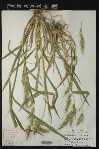 Echinochloa walteri image