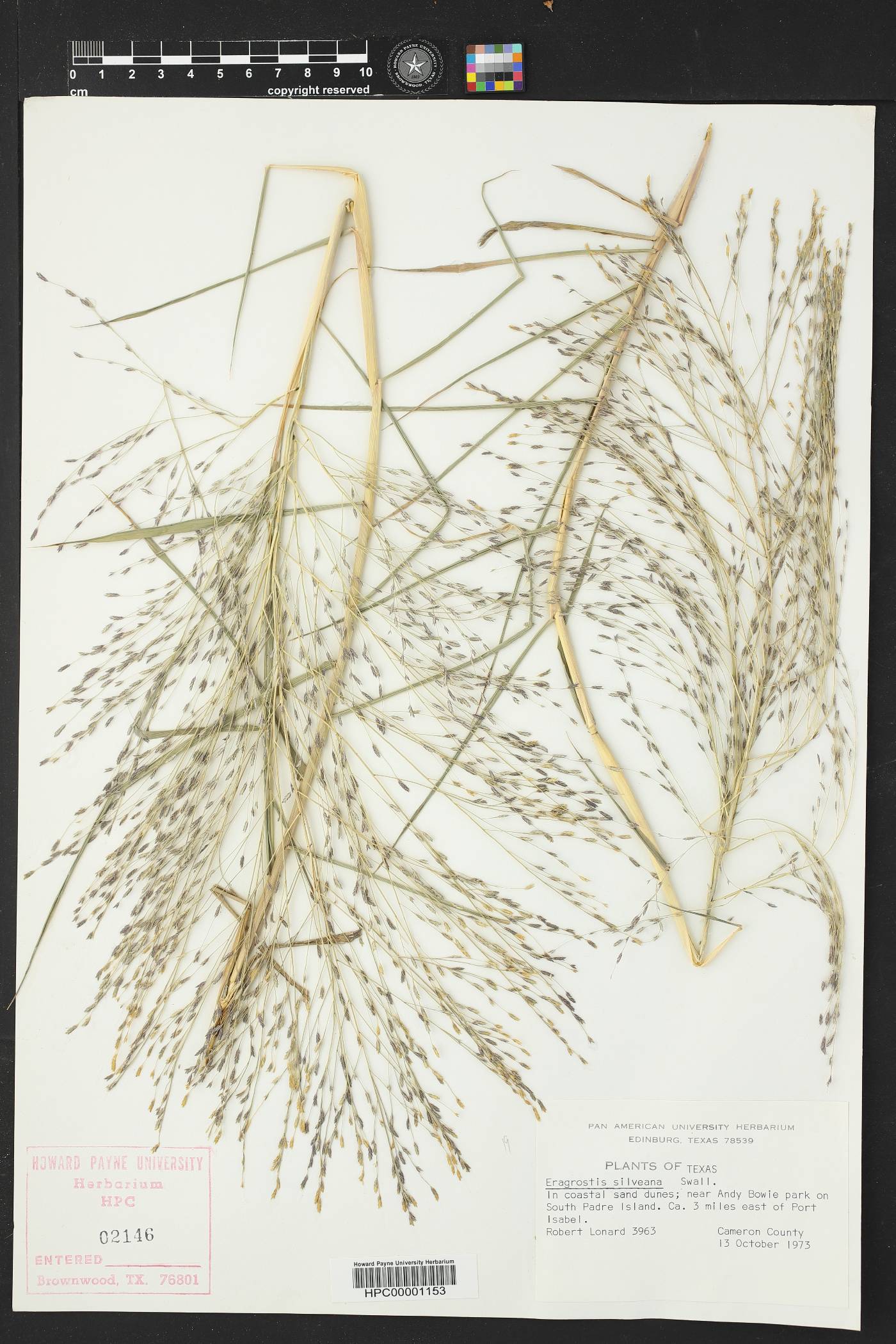 Eragrostis silveana image