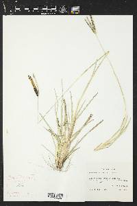 Eustachys petraea image