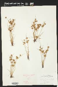 Cyperus squarrosus image