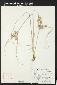 Cyperus globulosus image