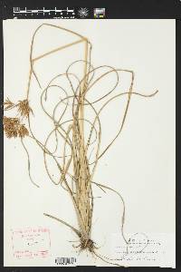 Cyperus tenuis image