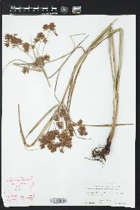 Cyperus setigerus image