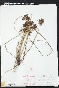 Cyperus setigerus image