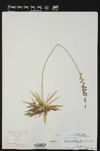 Aletris aurea image