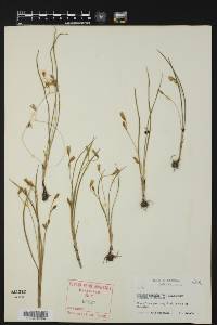 Hypoxis hirsuta var. leptocarpa image