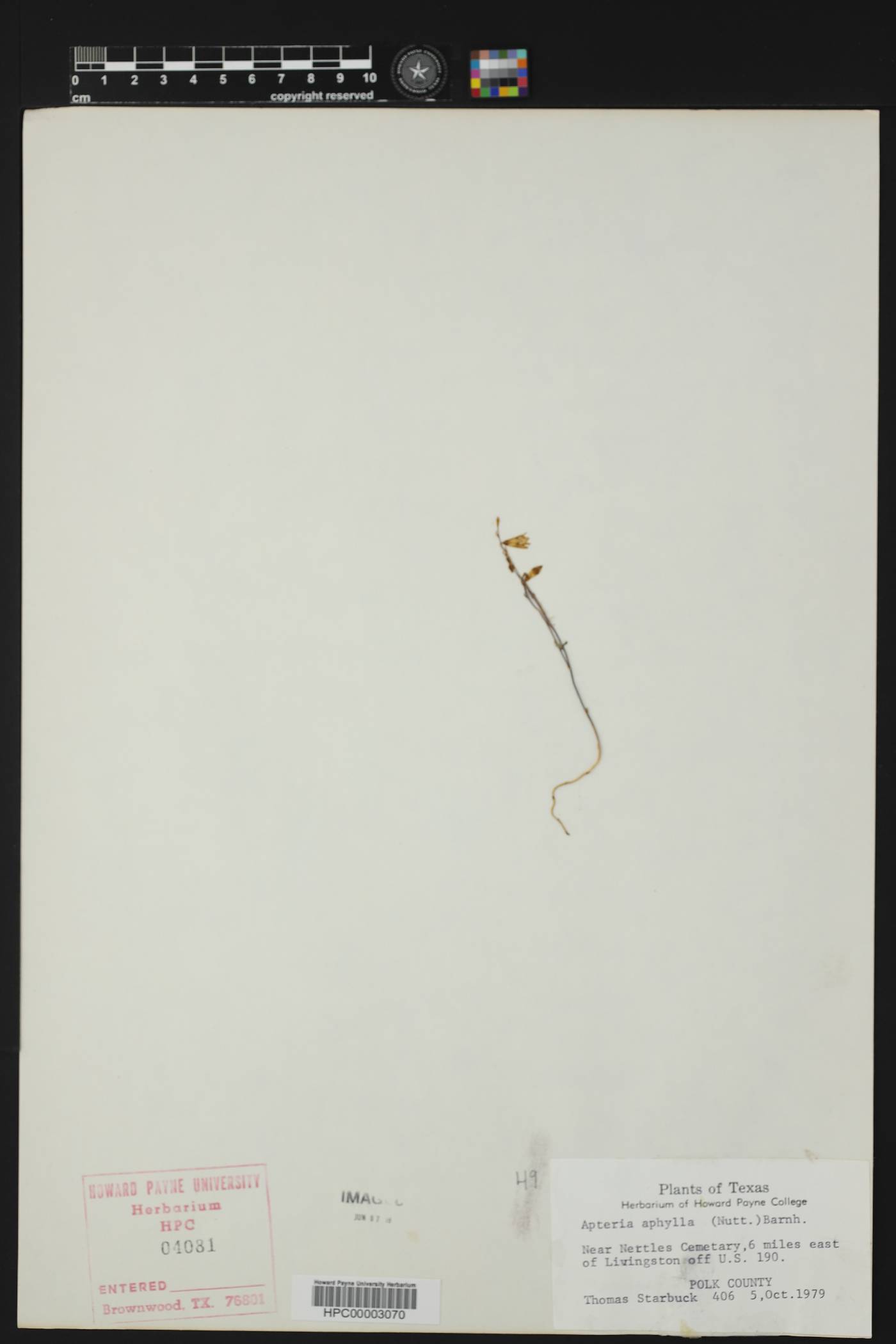 Apteria aphylla image