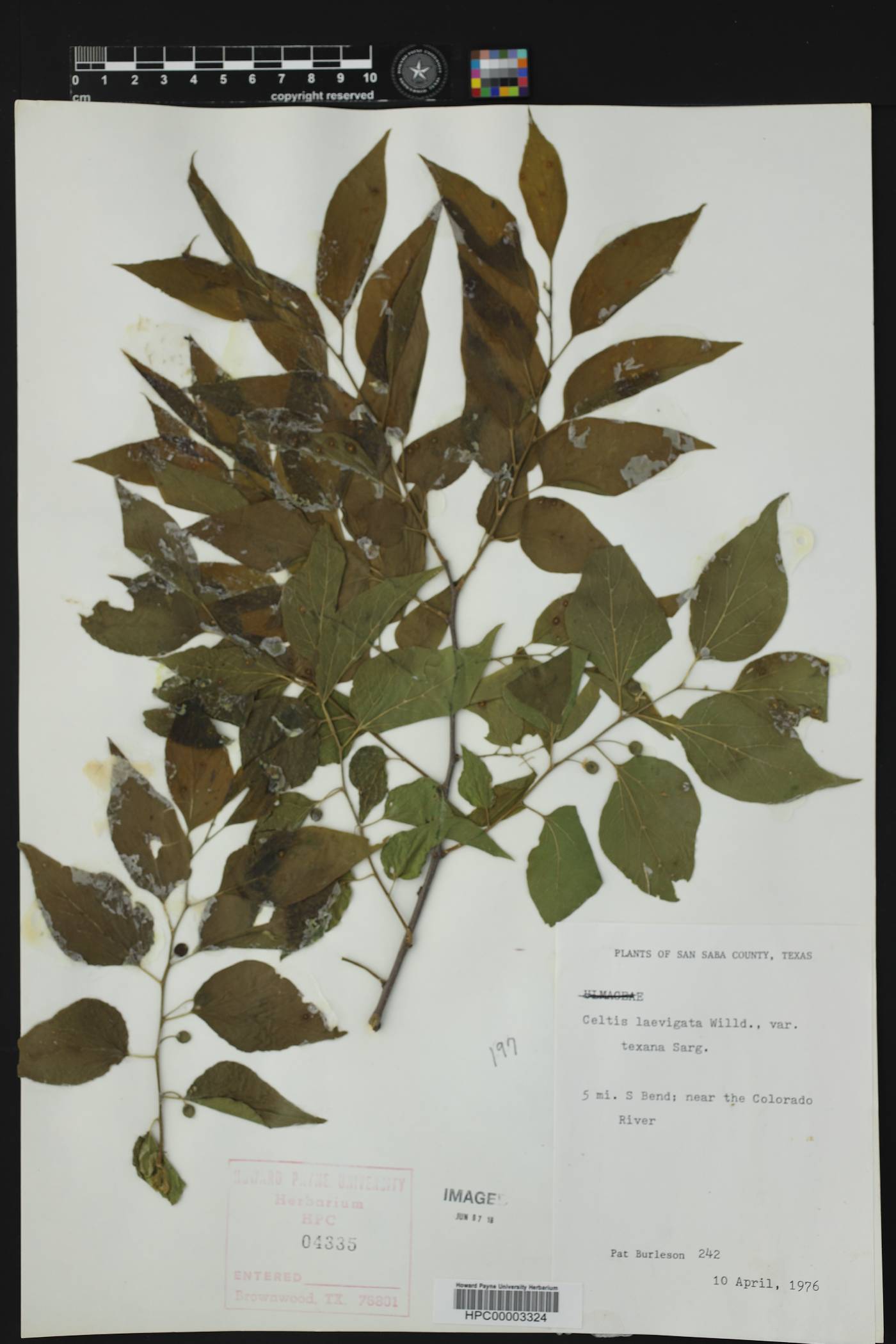 Celtis laevigata var. texana image
