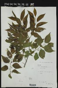Celtis laevigata var. texana image