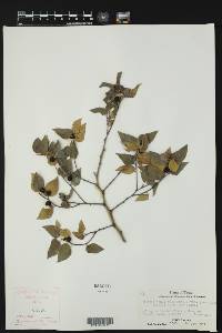 Celtis tenuifolia image