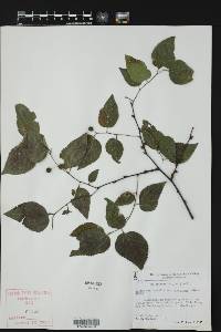 Celtis occidentalis var. georgiana image