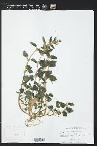 Urtica chamaedryoides image