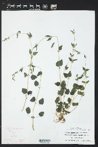 Urtica chamaedryoides image