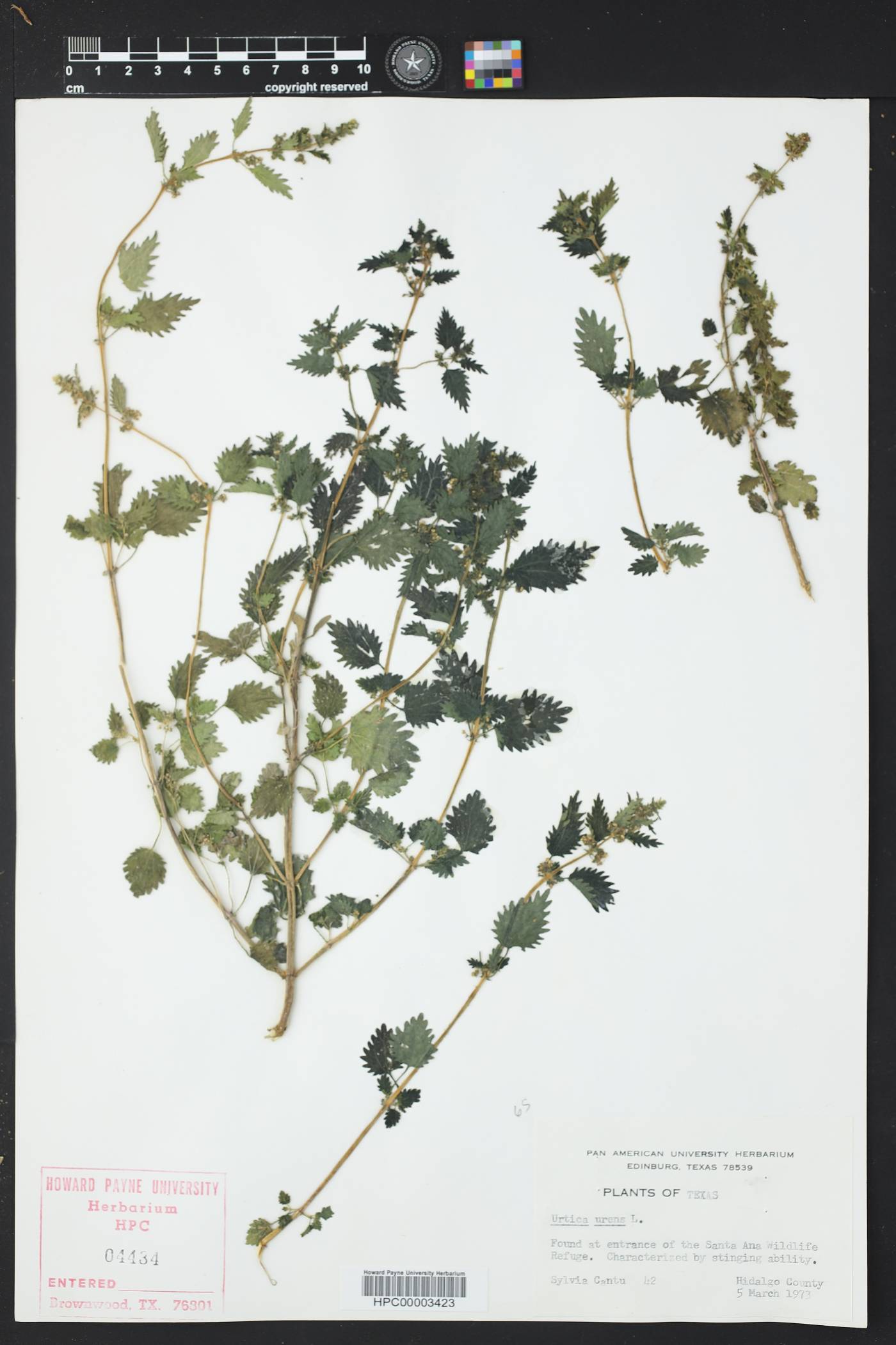 Urtica urens image