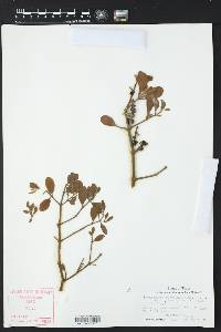 Phoradendron leucarpum subsp. tomentosum image