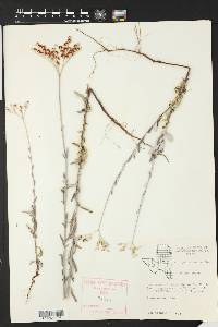 Eriogonum annuum image