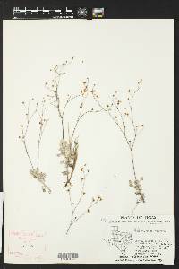 Eriogonum tenellum image