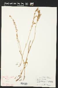 Rumex hastatulus image