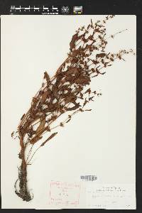 Rumex pulcher image