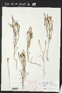 Salicornia bigelovii image