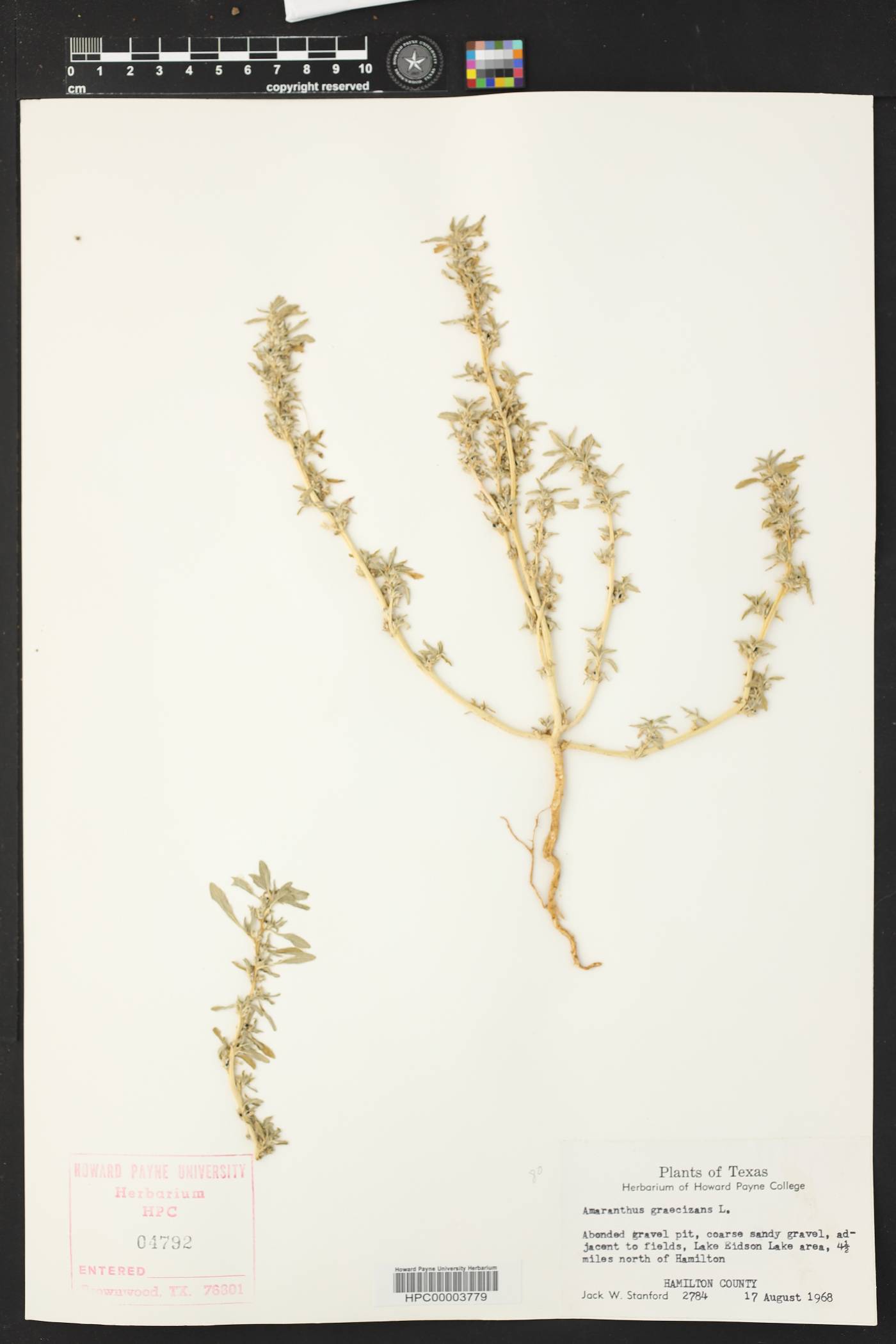 Amaranthus graecizans image