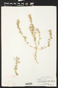 Amaranthus greggii image