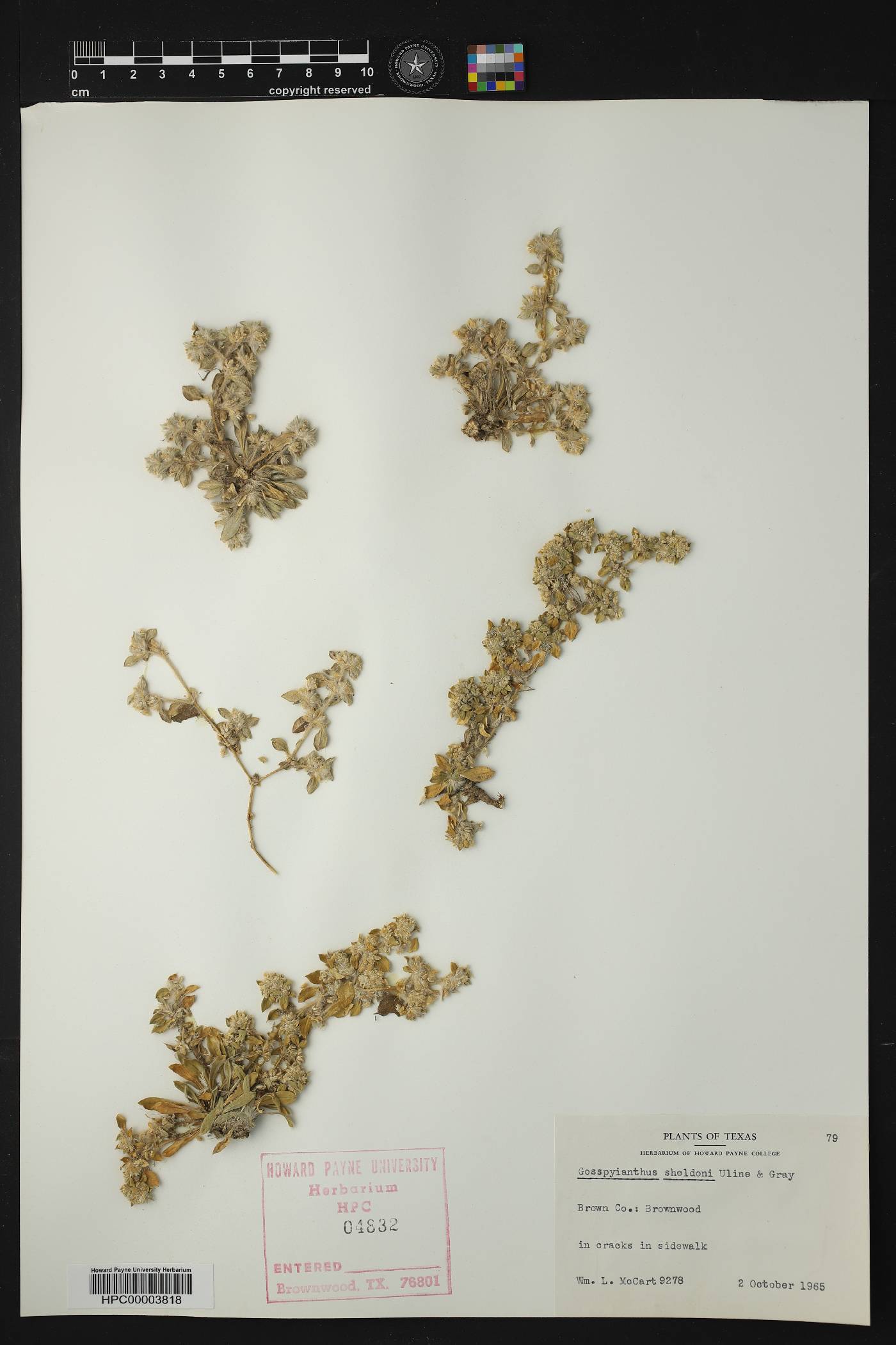 Gossypianthus sheldonii image