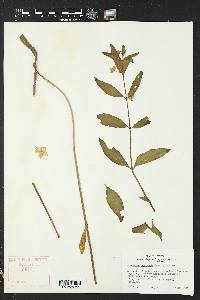 Mirabilis linearis image