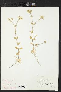 Cerastium fontanum subsp. vulgare image