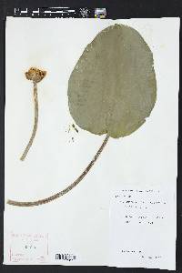 Nuphar advena subsp. advena image