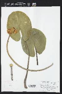 Nuphar advena subsp. advena image