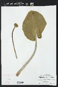 Nuphar advena subsp. advena image