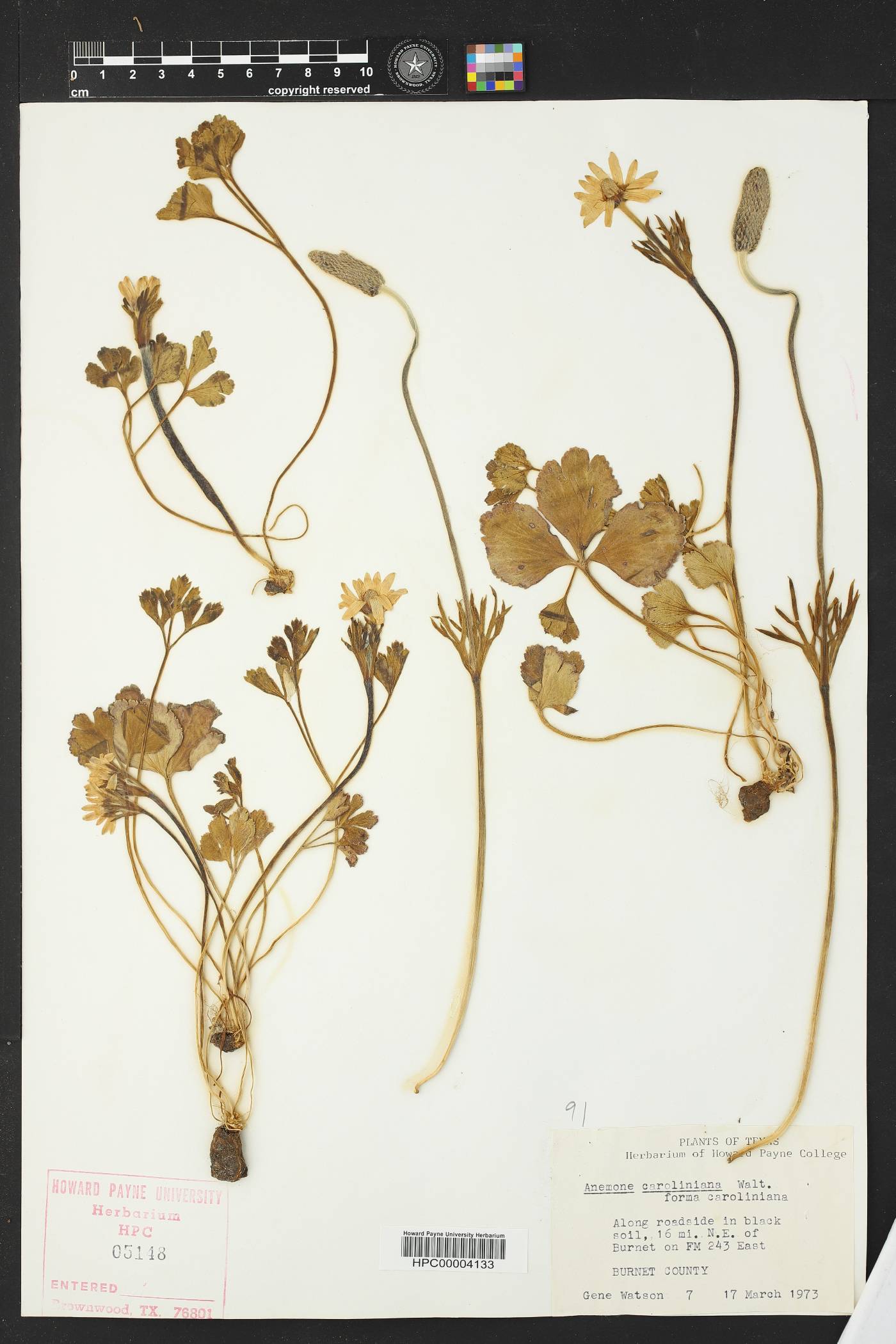Anemone caroliniana f. caroliniana image