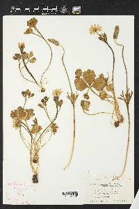 Anemone caroliniana f. caroliniana image
